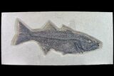 Large Fish Fossil (Mioplosus) - Wyoming #163408-1